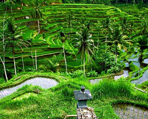 Bali-Tegalagang-rijstvelden-ubud-a06